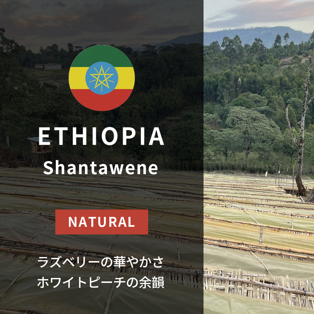 Tanzania Shinzingo Natural(24/25年クロップ) | ORIGIN